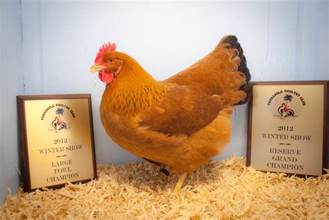 Hampshire or Rhode Island Red? or? | BackYard Chickens