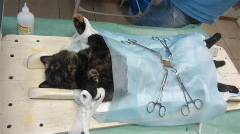 Tortie cat spayed - before and after surgery - YouTube