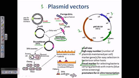 Plasmid as a cloning vector - YouTube