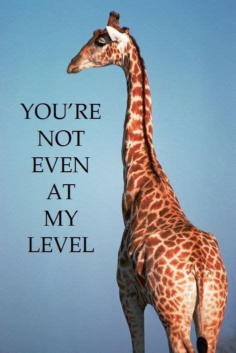 12 Funny Giraffe Memes That Will Make Your Day | Giraffe quotes, Funny ...