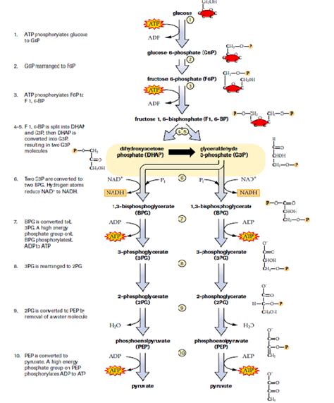 Glycolysis - SBI4U RESOURCE WEBSITE