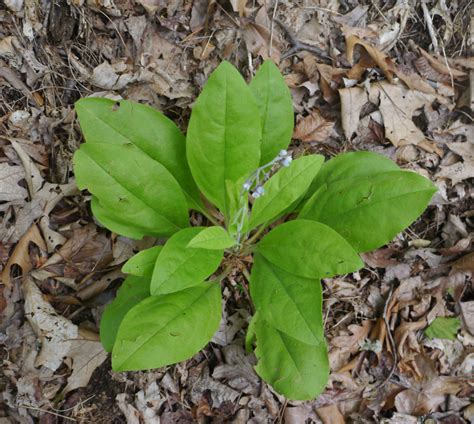 Wild comfrey | Identify that Plant