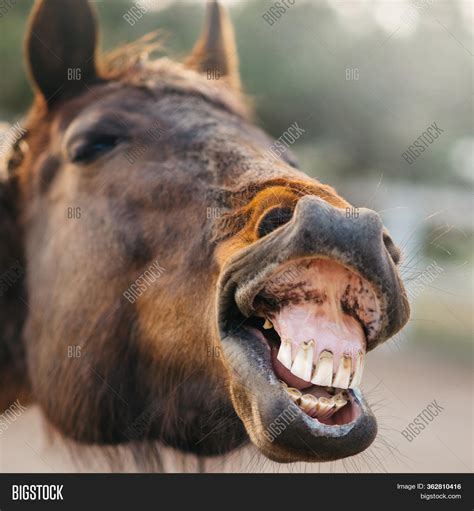 Face Neighing Horse Image & Photo (Free Trial) | Bigstock