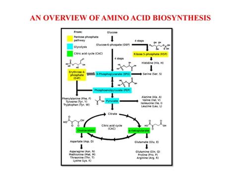 Amino acid synthesis | PPT