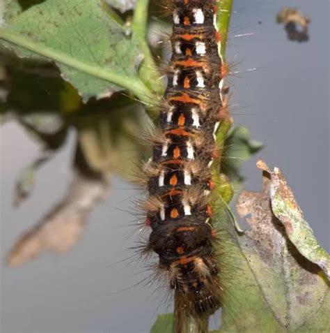 Britain's toxic moth caterpillar invasion forces closures in resort ...