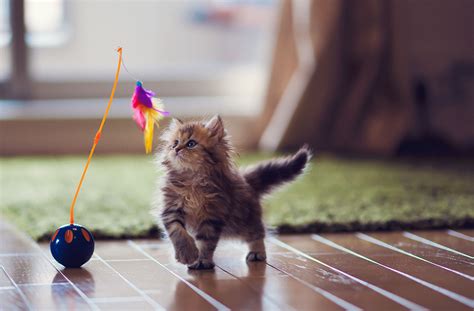 The 11 Best Cat Toys of 2021