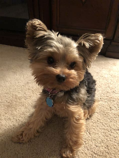 #cutepuppyyorkies | Teacup yorkie puppy, Yorkie puppy, Yorkie dogs