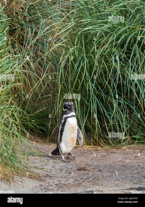 Magellanic Penguin breeding area in the tussock belt, the natural ...