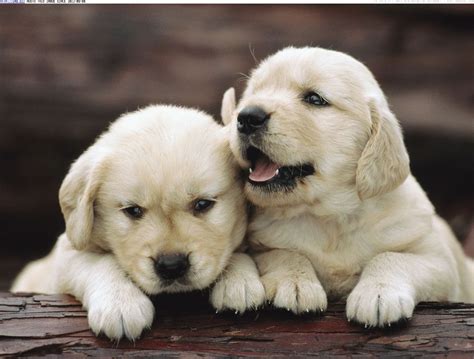 Golden Retriever Puppies Wallpapers - keywords HERE