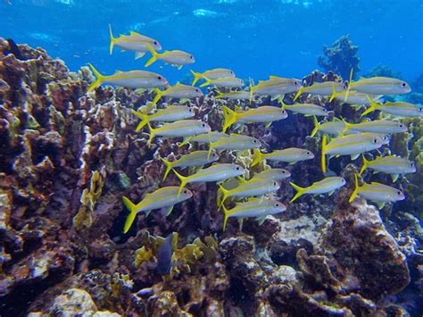 More fish - Picture of Aruba Bob Snorkeling, Savaneta - TripAdvisor