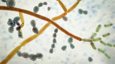 Trichosporon fungus, illustration - Stock Image - F036/0569 - Science ...