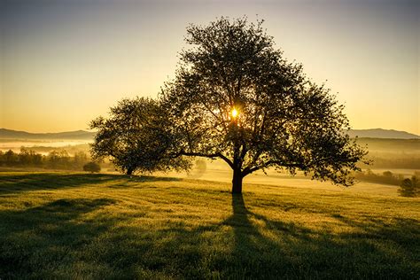 Apple Trees at Sunrise | Photos of Vermont