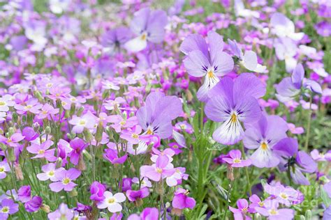 Pink garden flowers Photograph by Elena Elisseeva - Fine Art America