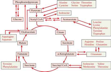 Connections of Carbohydrate, Protein, and Lipid Metabolic Pathways ...