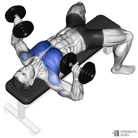 Dumbbell Bench Press Standards for Men and Women (lb) - Strength Level