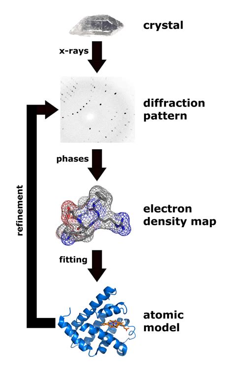 X Ray Crystallography Protein Structure