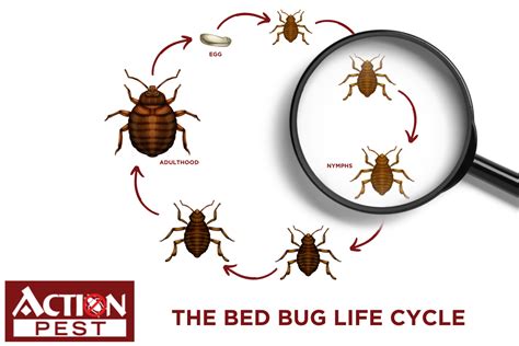 Action Pest Control ServicesThe Bed Bug Life Cycle Guide - Action Pest ...