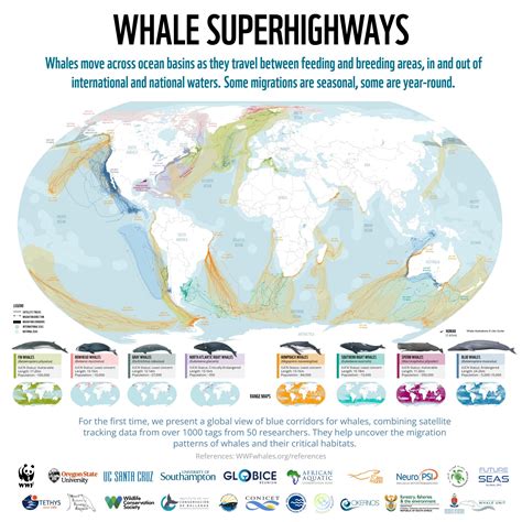 Identifying whale migration routes in the global oceans - Argos