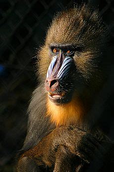 Mandrill Facts for Kids