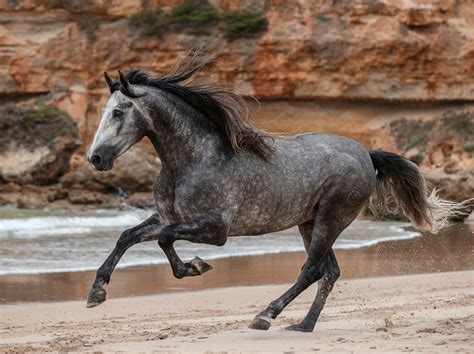 Andalusian Horse