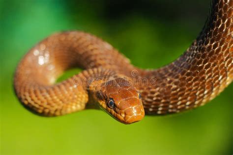 Aesculapian Snake, Zamenis Longissimus, Bieszczady Mountains ...