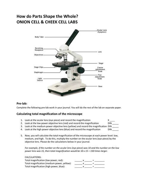 Compound Light Microscope Magnification Calculation | Shelly Lighting