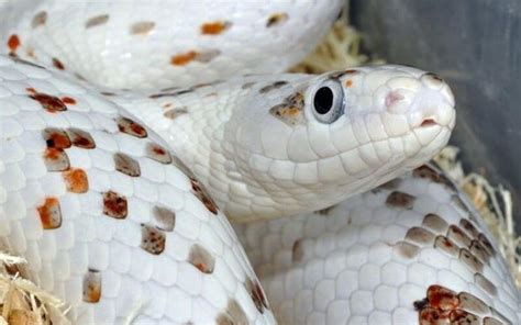 11 Amazing Corn Snake Morphs Facts [With Picture]