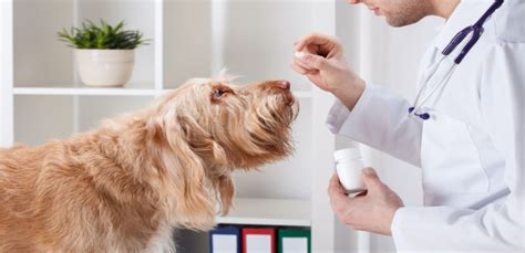 Metronidazole for Dogs – Uses, Dosage, Side Effects & Alternatives