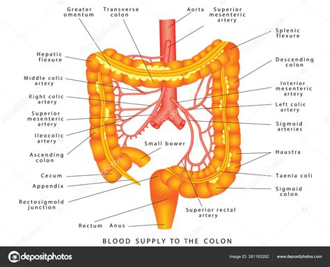 Abdominal Arteries Blood Supply Colon Anatomy Human Abdominal Arteries ...