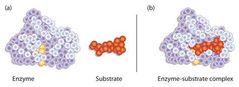 18.6: Enzyme Action - Chemistry LibreTexts