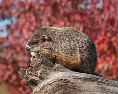 Groundhog - Facts, Diet, Habitat & Pictures on Animalia.bio