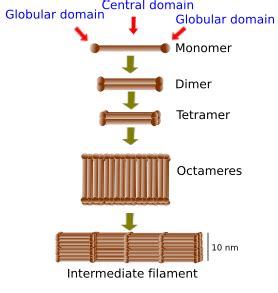 Intermediate Filaments In An Animal Cell