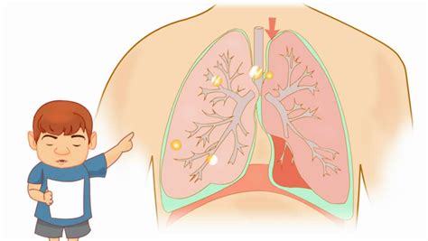 lungs anatomy study vector animation Stock Footage Video (100% Royalty ...