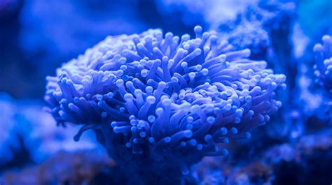 Blue Sea Anemone · Free Stock Photo