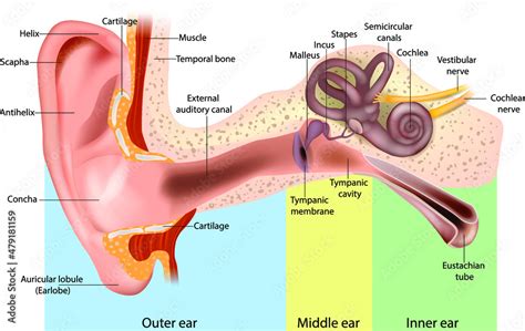 Human Ear Anatomy. Ear structure anatomical diagram. The human ear ...