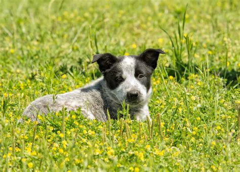 Is the Australian Shepherd Blue Heeler mix right for you? - K9 Web