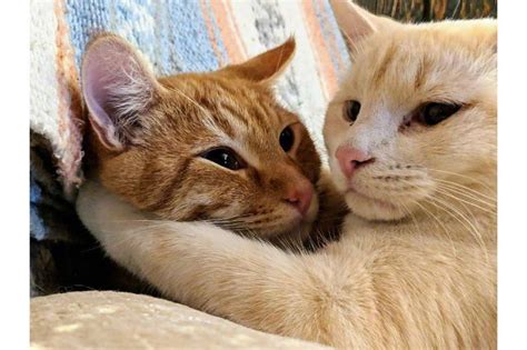 Adorable Photos of Cats Hugging Each Other