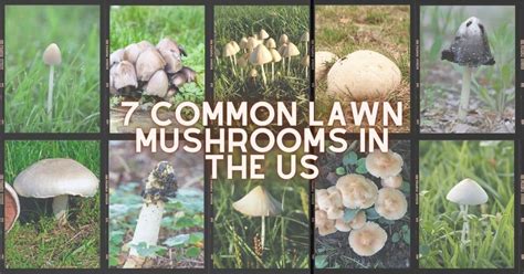 7 Common Lawn Mushrooms in the US - Mushroom Appreciation