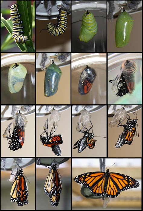 Monarch Butterfly Life Cycle by HelenParkinson on DeviantArt