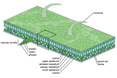 Cross Section Of Leaf Xylem And Phloem