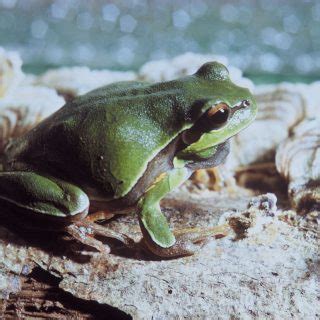 Pine Barrens Tree Frog Facts and Pictures