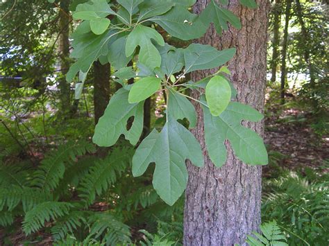 Sassafras - Alchetron, The Free Social Encyclopedia