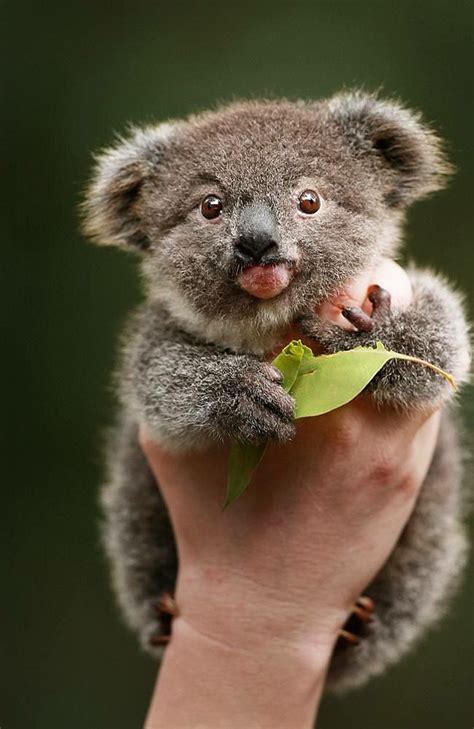 Pin by Alyse Bieber on Koalas! | Cute baby animals, Cute animals, Baby ...