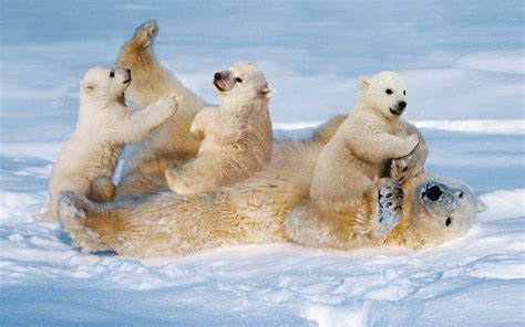 Download Baby Animal Snow Playing Cub Animal Polar Bear HD Wallpaper