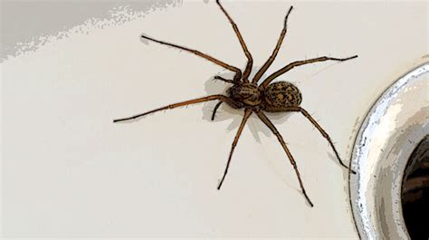 How To Get Rid Of Spiders (Because They're Infiltrating Our Homes Right ...