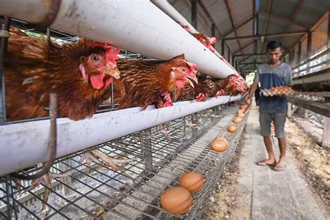 Budidaya Ayam Petelur - Koran-Jakarta.com