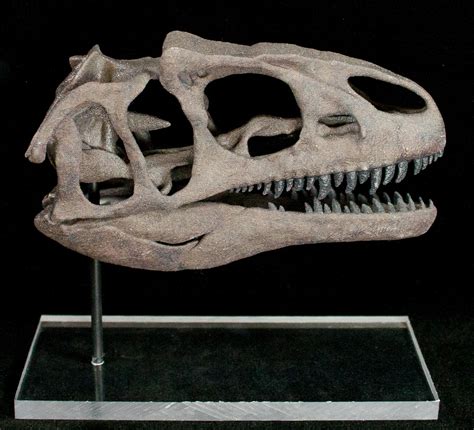 Replica Dinosaur Skulls - FossilEra.com