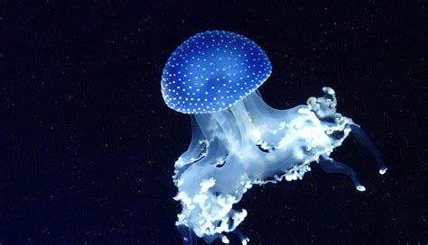 Bioluminescence: The secrets of animals who glow in the dark - Earth.com