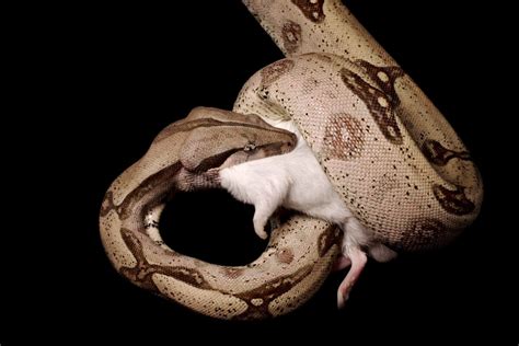 How a boa constrictor's deadly embrace works