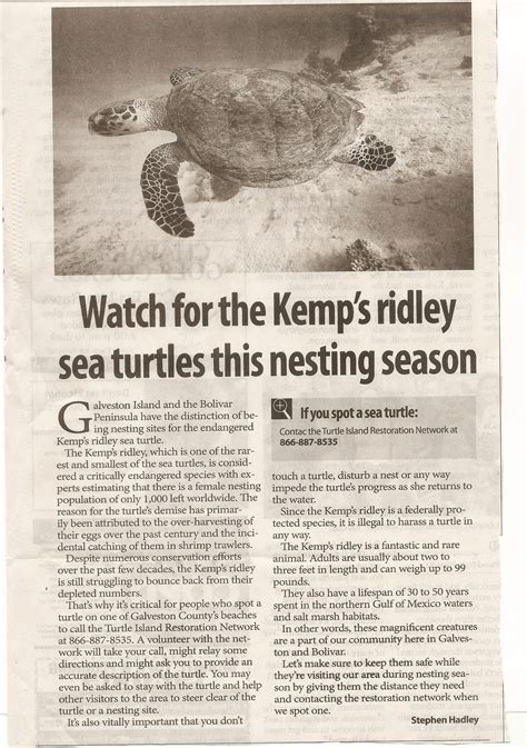 Watch for the Kemp's Ridley Sea Turtles this Nesting Season | Turtle ...